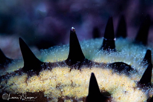 Chocolate chip sea star/Photographed with a Canon 100 mm ... by Laurie Slawson 